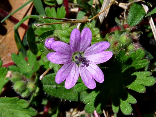 {Geranium molle}
